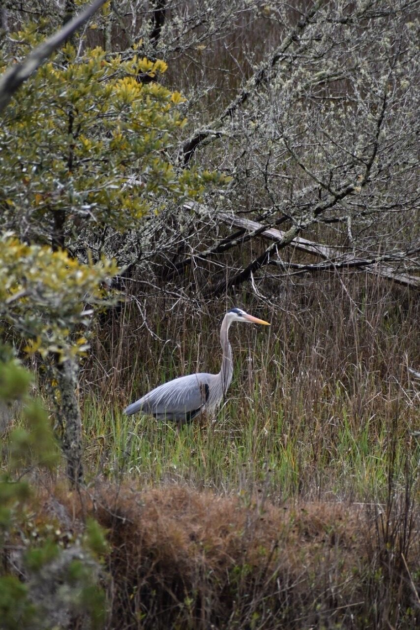Great Blue Heron in the marsh